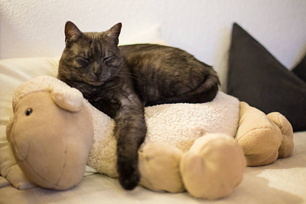 black cat is lying on a soft cushion in form of a lamb