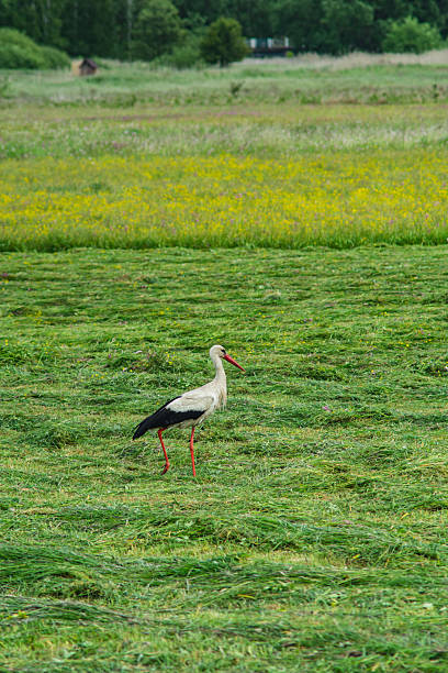 white stork in a mown meadow in Poland
