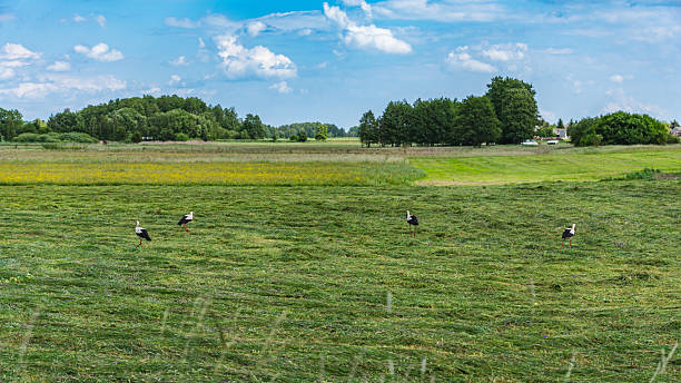 istock white stork in a mown meadow in Poland 2234876774
