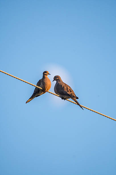 istock Mourning Dove Sitting on Wire with moon in Background Zenaida macroura 2234877879