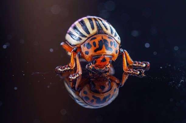 Close-up of a Colorful Beetle Reflecting on Dark Surface