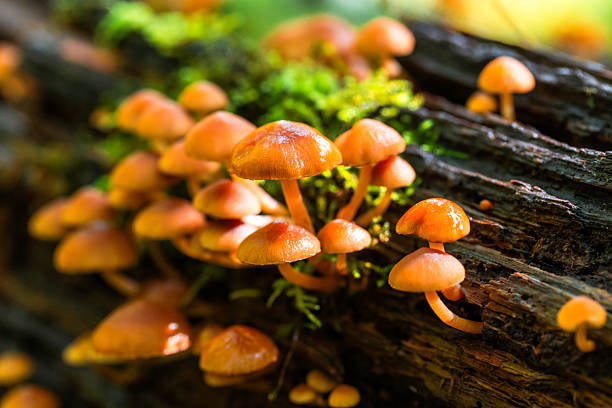 An array of orange wild enoki mushrooms (also known as velvet shank) growing on a fallen tree in the forest.