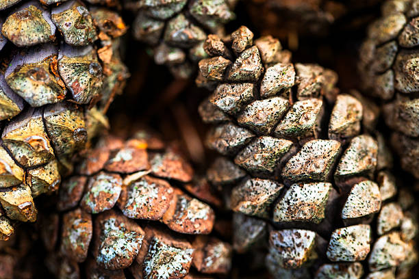 Beech Seed Pod on green moss