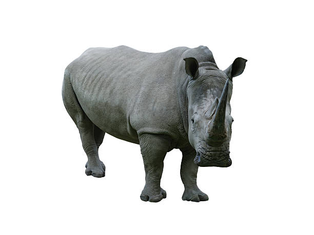 istock white rhino isolated on white background 2234883324