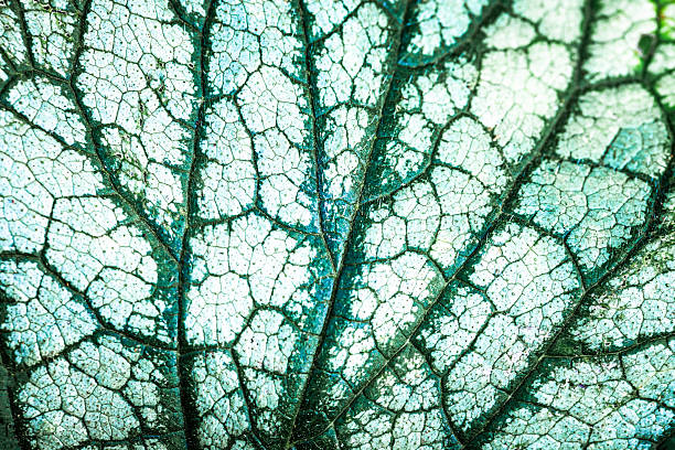 Macro shot depicting the veins of a Brunnera macrophylla leaf.