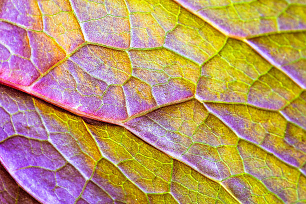 Macro shot depicting the veins of a back lit purple and green leaf in the forest.