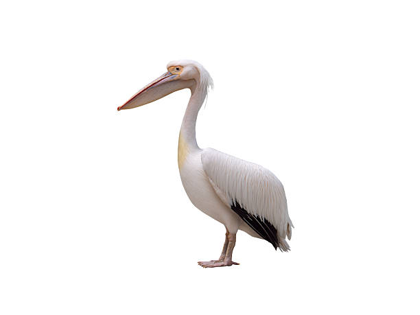 istock Pelican isolated on white background 2234883527