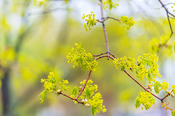 Blooming Norway Maple, Acer platanoides, in beautiful light. Spring season background, spring colors