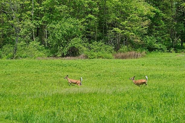 Deer run through fresh spring grass meadow in southwest Pennsylvania. White tailed deer sprint across meadow at Fort Necessity national battlefield.