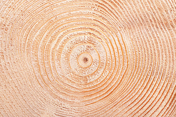 istock Spruce tree, growth rings, horizontal cross section of dried trunk 2234886817