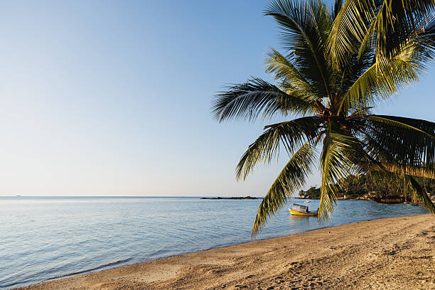 Scenery of Palm Trees on a beach during sunset on Koh Phangan, Thailand