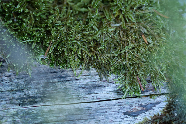 Close-up shot showcasing vibrant green moss clinging to the textured surface of a weathered wooden log. The image emphasizes the interplay of nature and time, highlighting the delicate beauty of plant life thriving on a decaying natural substrate. Soft lighting and shallow depth of field add to the serene and intimate feel of the scene.