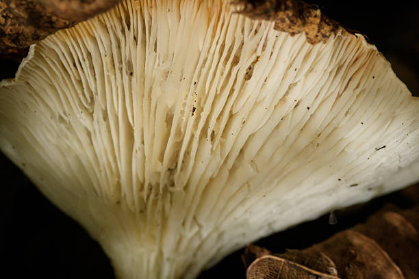 A macro photograph highlights the intricate gill structure of a wild mushroom. The detailed view showcases the texture and pattern of the gills, emphasizing nature's delicate design in a forest setting, surrounded by leaves.