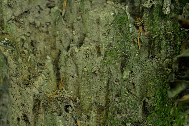 Close-up of a moss-covered rock face in a forest setting. The detailed texture highlights the earthy tones and natural patterns of the moss and rock, creating a sense of the outdoors and natural beauty. The image showcases the intricate details of nature's artistry.