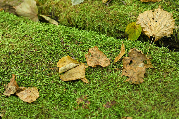 Close-up shot of dry, brown leaves scattered across a lush, vibrant green mossy surface in a forest setting. The image captures the textures of nature, showcasing the transition of seasons and a peaceful, natural environment.