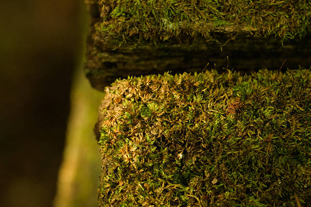 A close-up photograph showcasing vibrant green moss growing on a weathered wooden structure, likely in a forest setting. The image highlights the intricate texture and natural beauty of the moss, bathed in soft, diffused light, creating a peaceful and organic atmosphere. The detail-rich composition emphasizes the delicate balance of nature and decay.