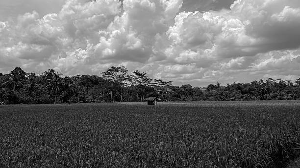 istock tranquil rice field landscape in black and white 2234889825