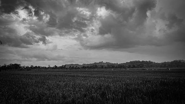 istock tranquil rice field landscape in black and white 2234889837