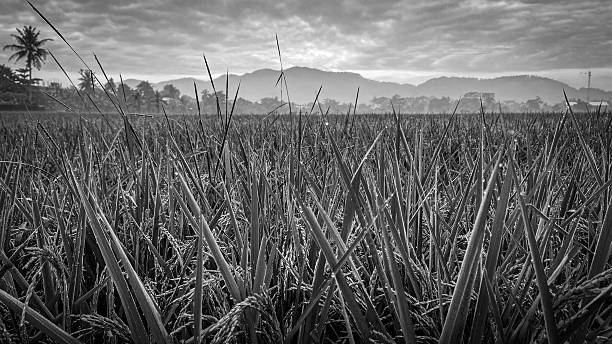 istock tranquil rice field landscape in black and white 2234889849