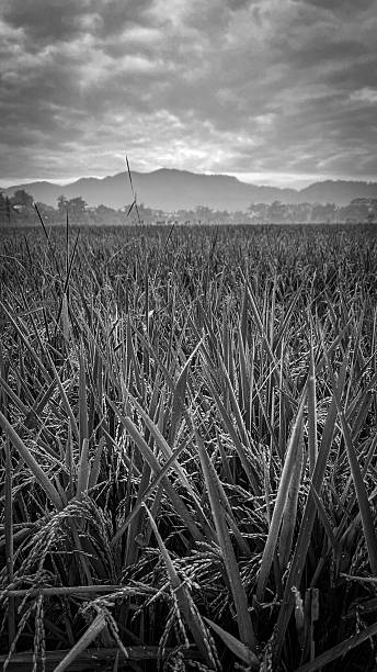istock tranquil rice field landscape in black and white 2234889855