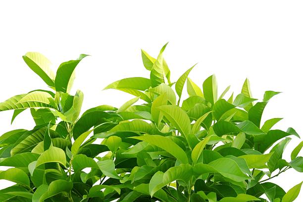 istock Tropical tree leaves with branches on white isolated background for green foliage backdrop 2234890341