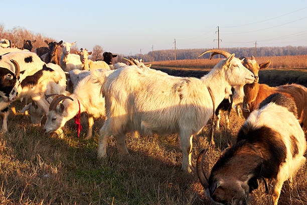 Herd of farm goats on a pasture at winter