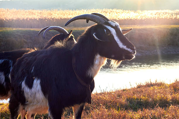 Portrait of a goat on a pasture. Muzzle goat at nature