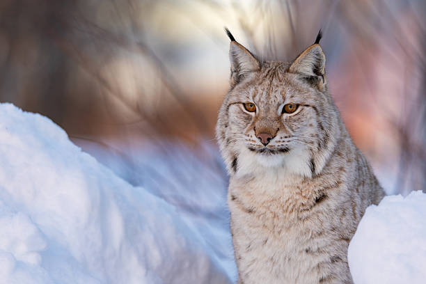 istock Lynx in snowy winter landscape 2234898921