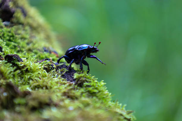 ​A blue-black beetle with red antennae crawls upwards on a mossy branch. The soft, blurred green background highlights the insect's glossy shell and distinct details, creating a dynamic and appealing macro shot.