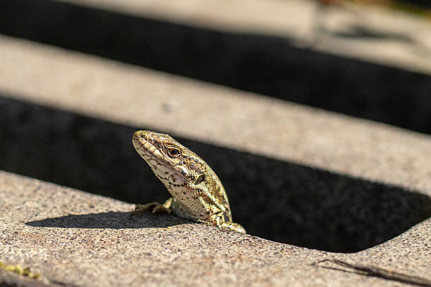 istock Someone is watching you,  a creature staring from the drain 2234902731