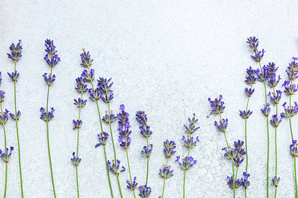 istock Lavender flowers arranged elegantly on textured surface in soft daylight 2234905485