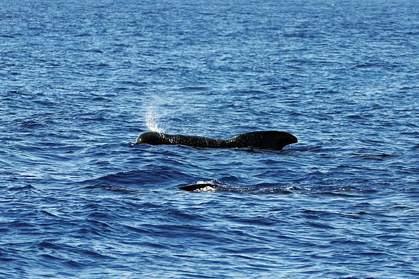 istock Pilot whale, Globicephala melas, with blue water 2234905598