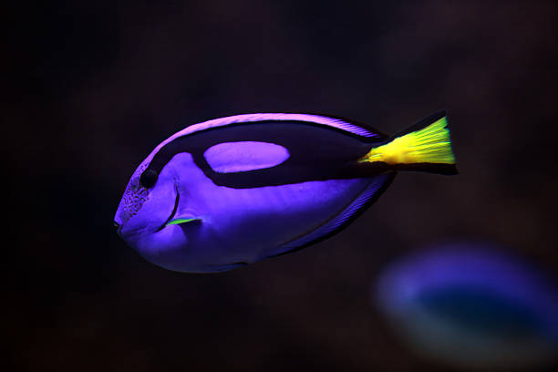 istock Surgeonfish, Paracanthurus hepatus 2234905840