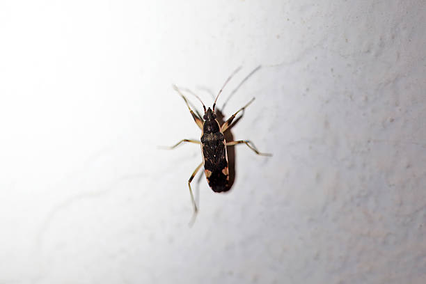 istock The dirt-colored seed bug Dieuches armatipes 2234906053