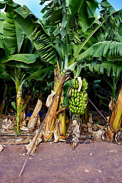 Bananas agriculture stock photo