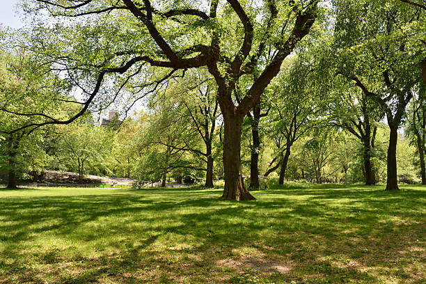 A large tree casts a shadow on the grass in central park. The park is full of trees and grass, creating a peaceful and serene atmosphere, NYC