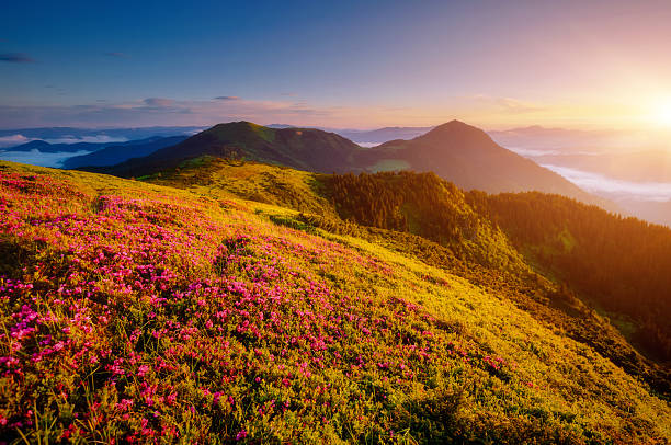 istock Perfect pink flowers rhododendrons at sunset. 2234908240