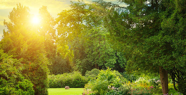 A serene landscape of a lush, green garden with trees and flowering bushes. The sun shines brightly, creating a beautiful lens flare, making it ideal for themes of nature and tranquility.