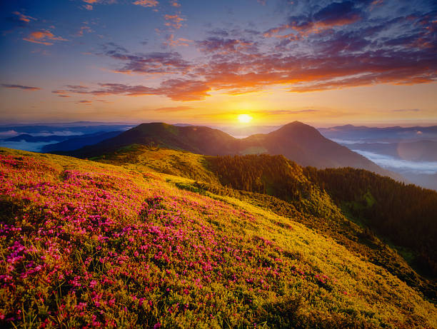 istock Perfect pink flowers rhododendrons at sunset. 2234908249