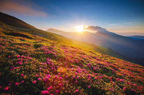 istock Perfect pink flowers rhododendrons at sunset. 2234908801