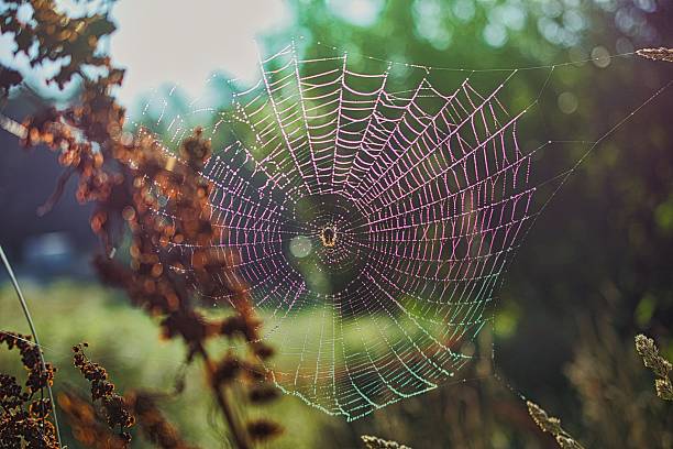 istock Autumn is the time of cobwebs 2234910421