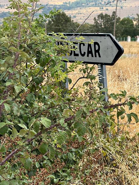 istock A road sign partially covered by vegetation 2234911526