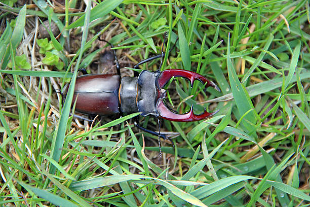 Stag beetle is climbing in green grass. European stag beetle Lucanus cervus. Big insect with great horns