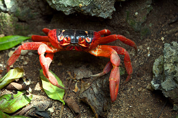 Christmas Island red crab (Gecarcoidea natalis)
