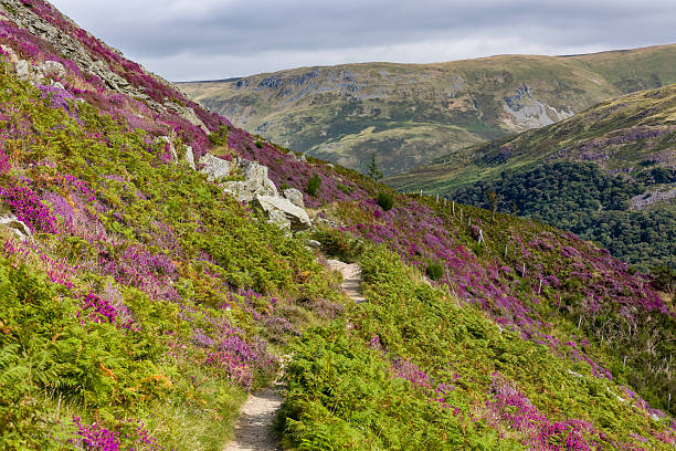 istock Summer Landscape with Purple Heather in Lake District 2234914744
