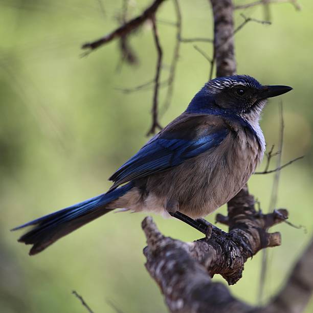 istock BIRDS 2234916790