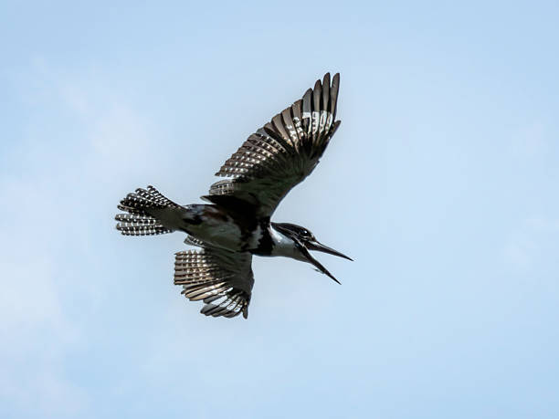 istock Majestic Kingfisher Bird Flying Gracefully Against a Clear Sky 2234917303