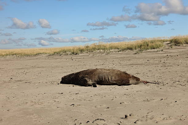 istock Carcass of Sea Lion on a Beach 2234917538