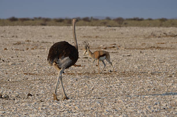 istock Ostrich standing in Etosha National Park, Namibia 2234920430