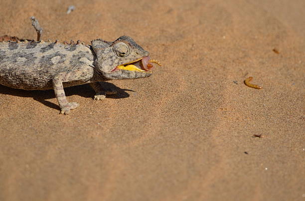istock Lizard on sand in Namib Desert, Namibia 2234920543